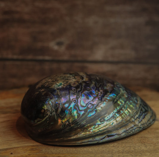 Real Abalone shell