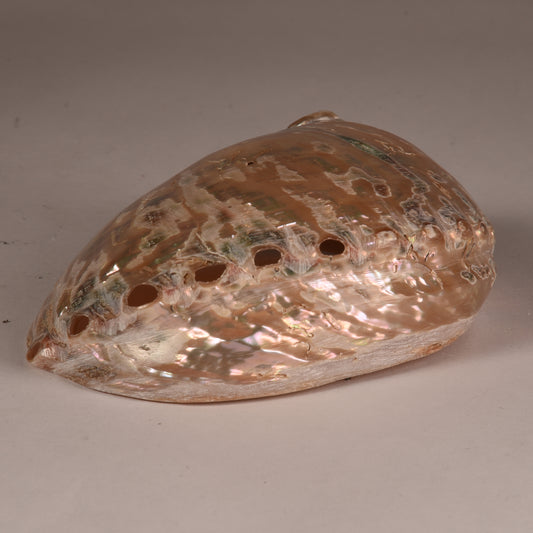 Real Abalobe Shell