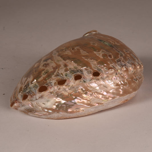 Real Abalobe Shell